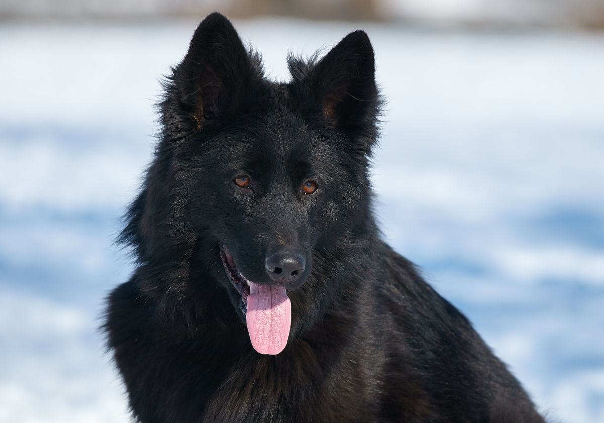 Berger allemand noir dans la neige