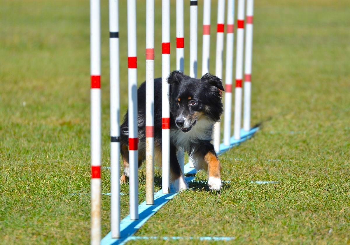 berger américain miniature en parcours d'agility