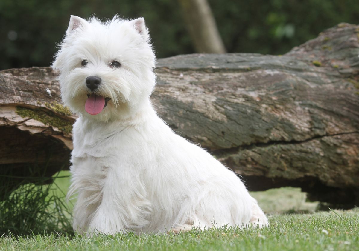 westie assis devant un tronc d'arbre