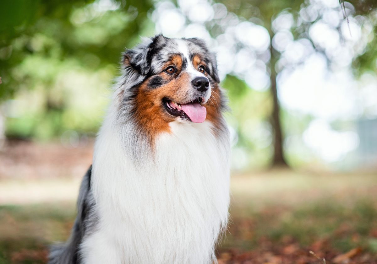 berger australien assis dans une forêt