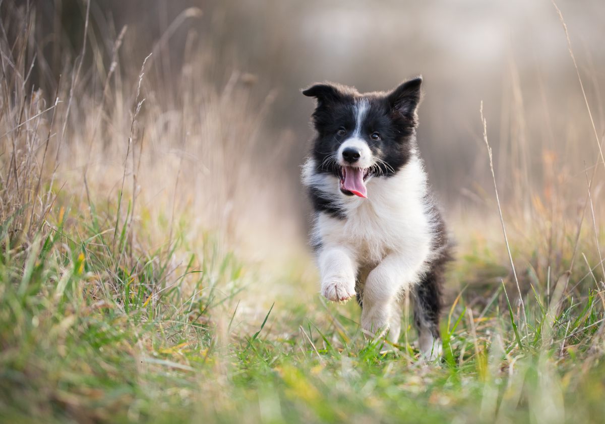 chiot border collie noir et blanc en train de se balader dans l'herbe