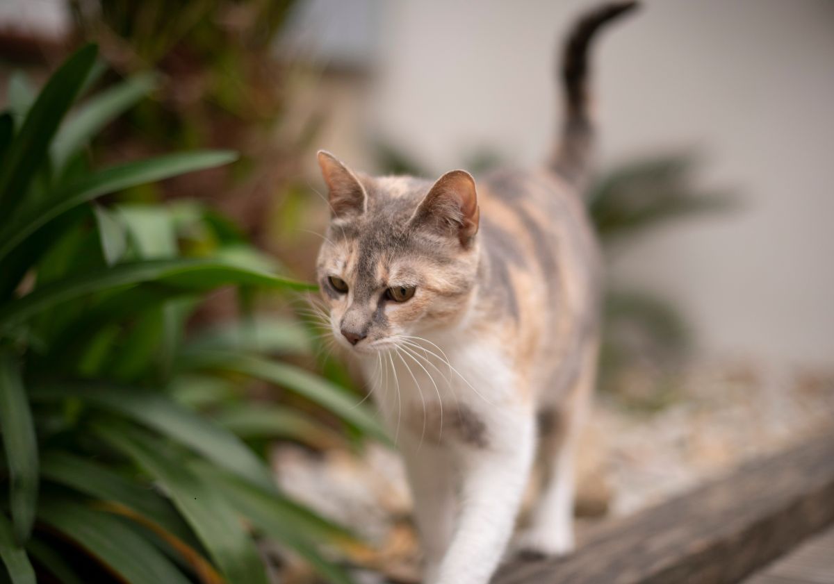 chat tricolore marchant dans son jardin