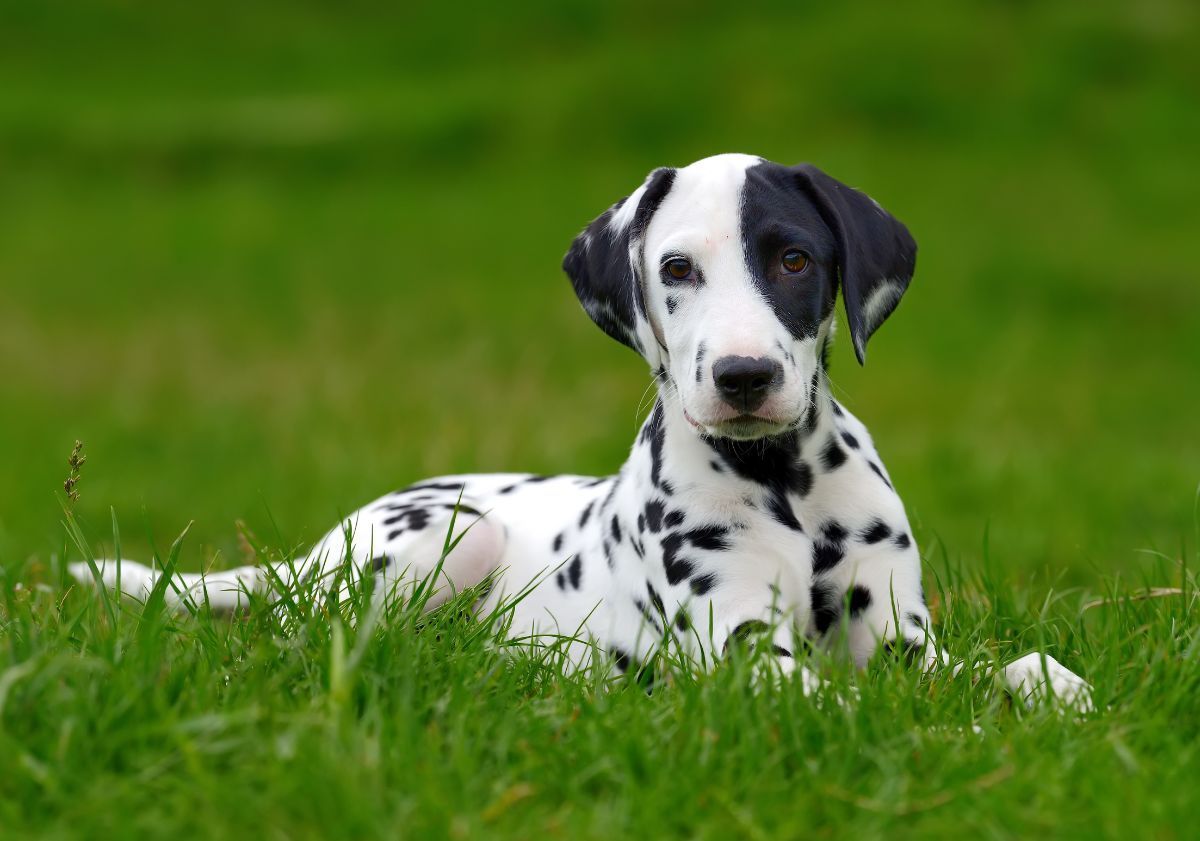 chiot dalmatien allongé dans l'herbe