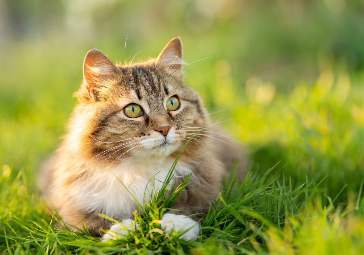 chat tabby allongé dans l'herbe verte