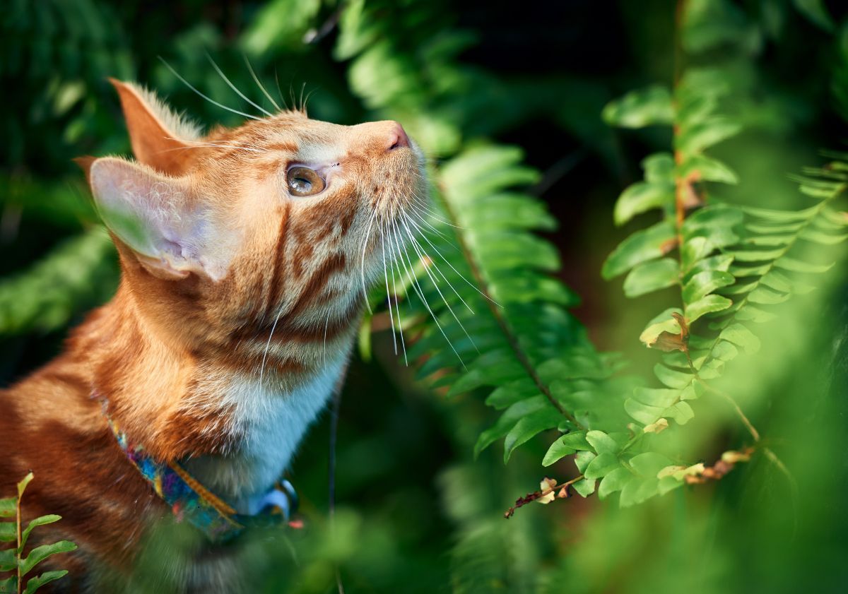 chat roux dans la nature
