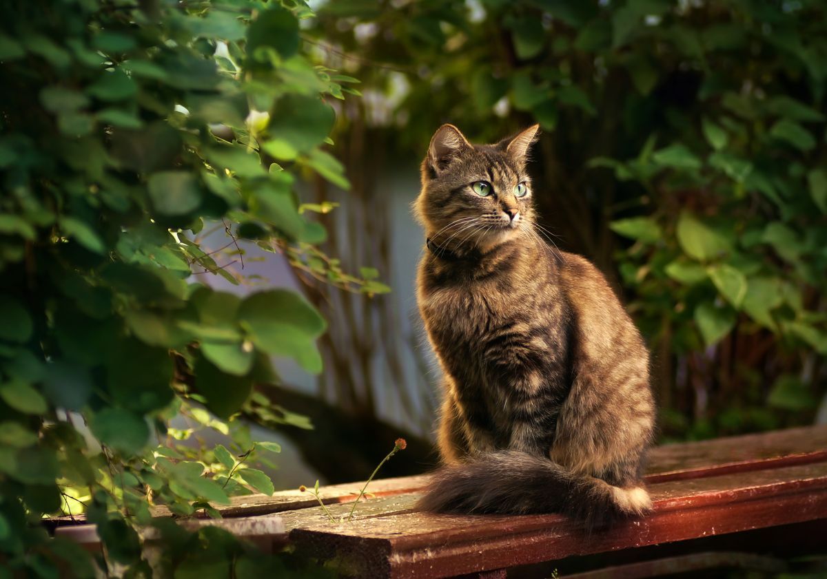 chat aux yeux verts assis sur un banc