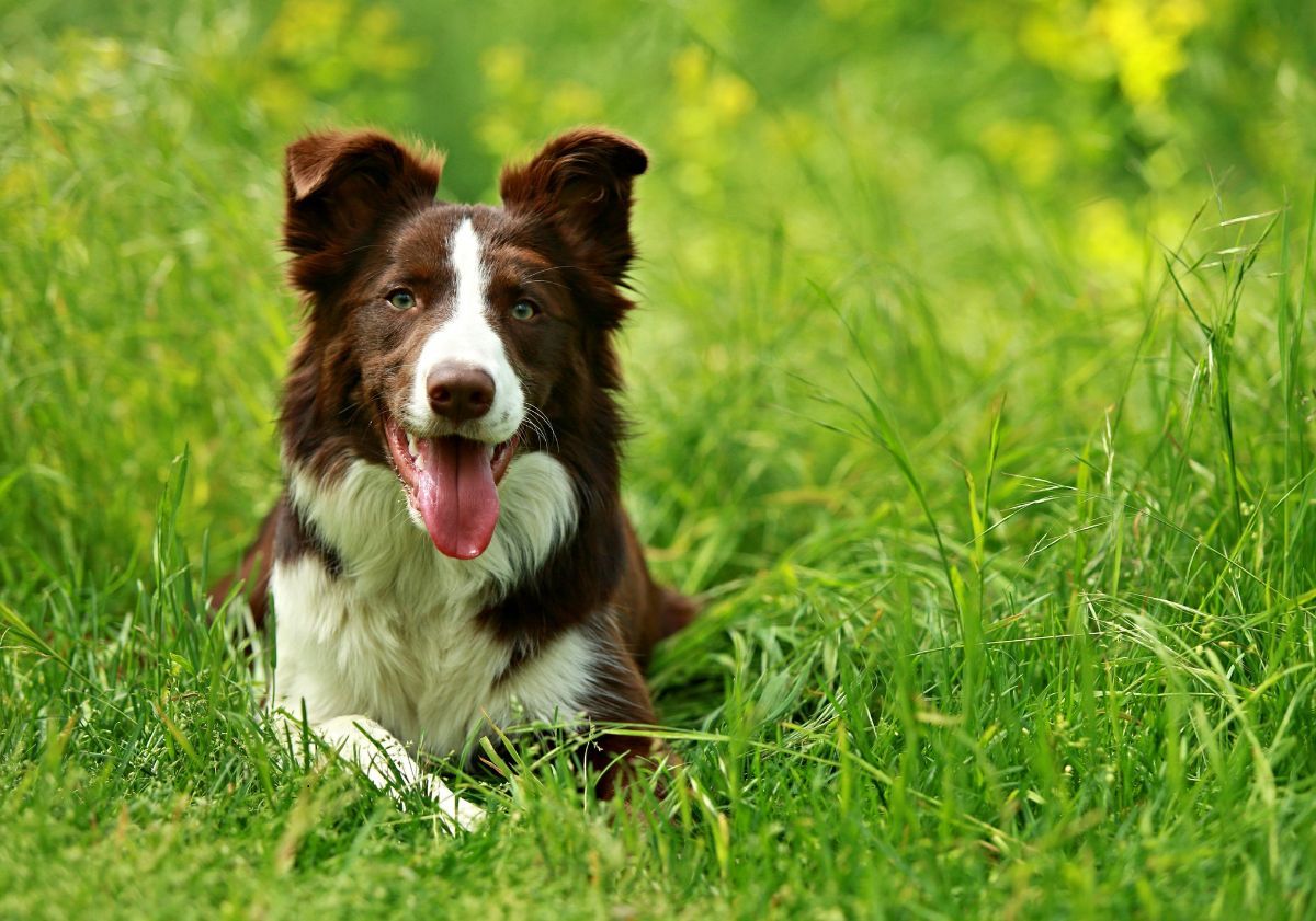 chien de berger marron et blanc allongé dans les hautes herbes