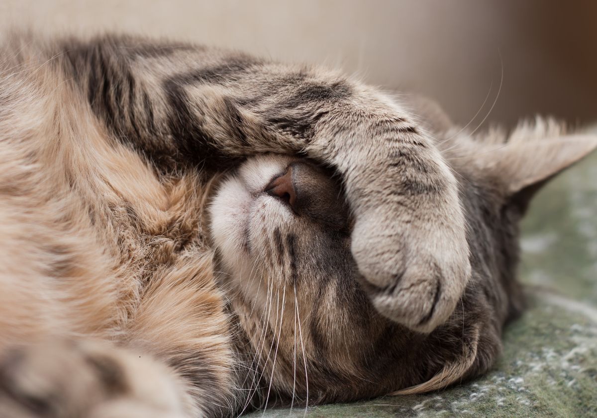 chat gris qui se cache les yeux avec la patte
