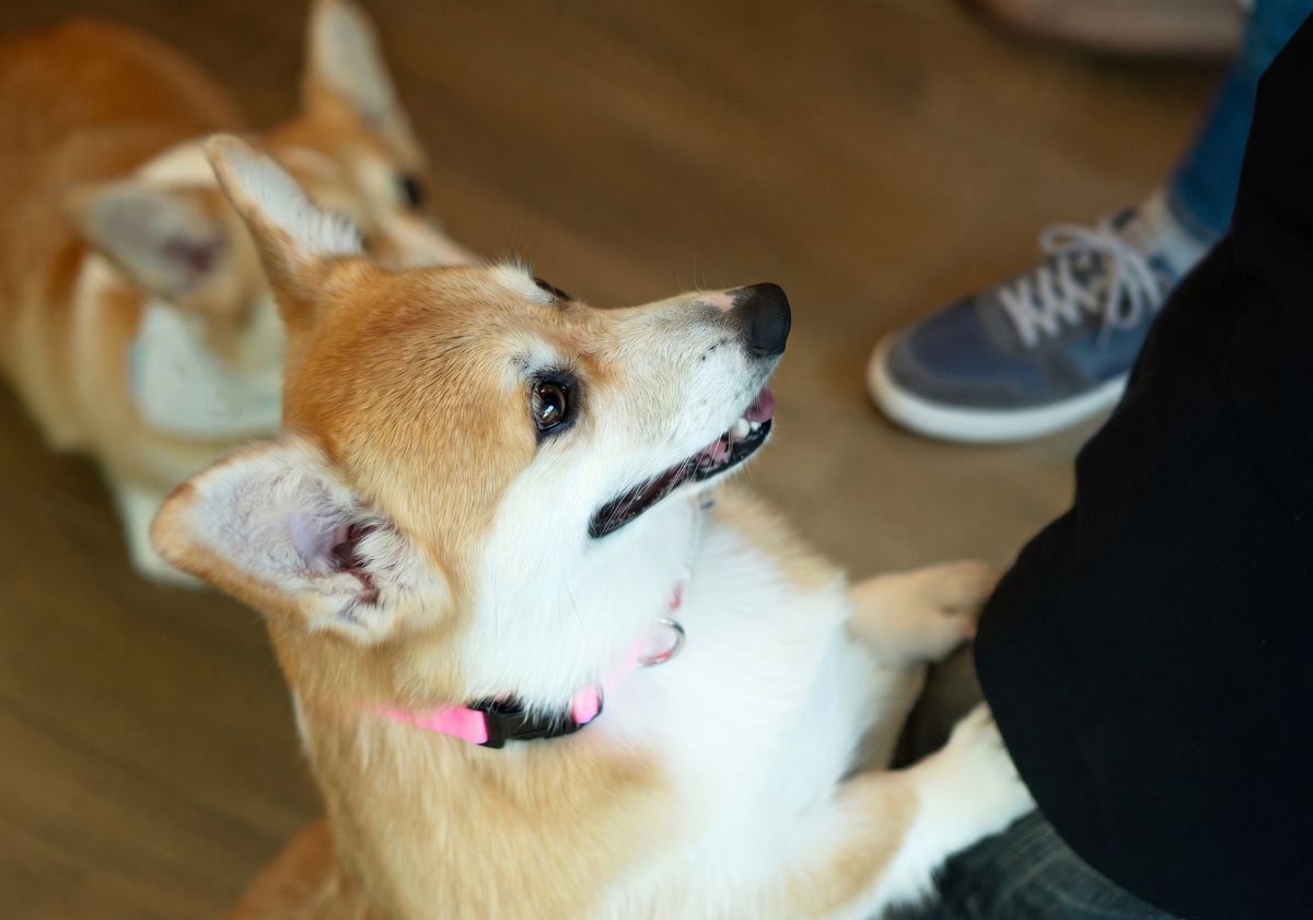 corgi beige et blanc sautant sur une jambe