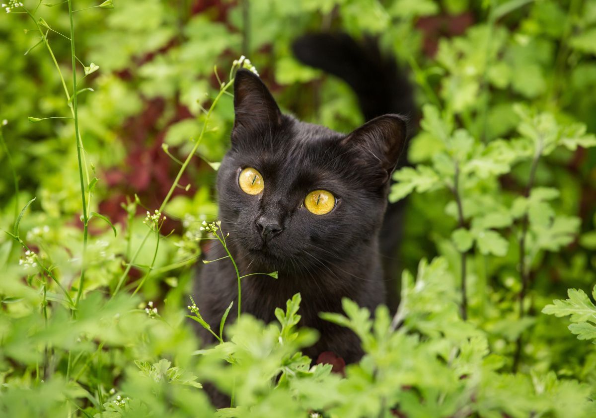 chat noir aux yeux jaunes dans les herbes