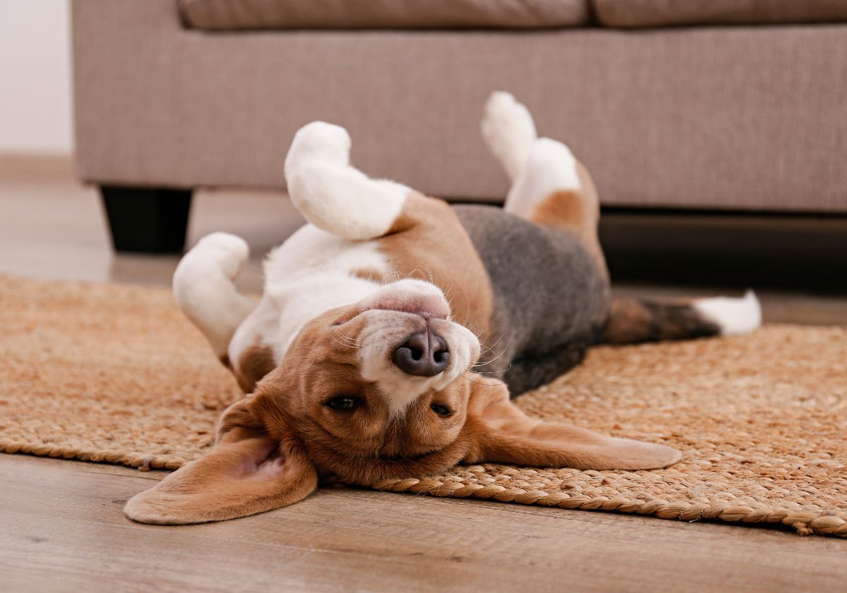 chien se roulant sur le dos dans son salon