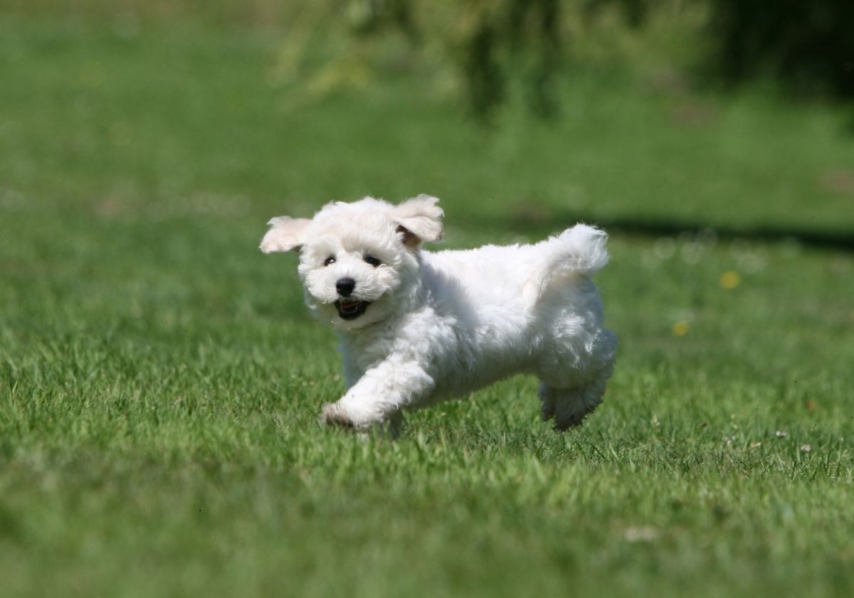 Bichon Frisé courant dans l'herbe 