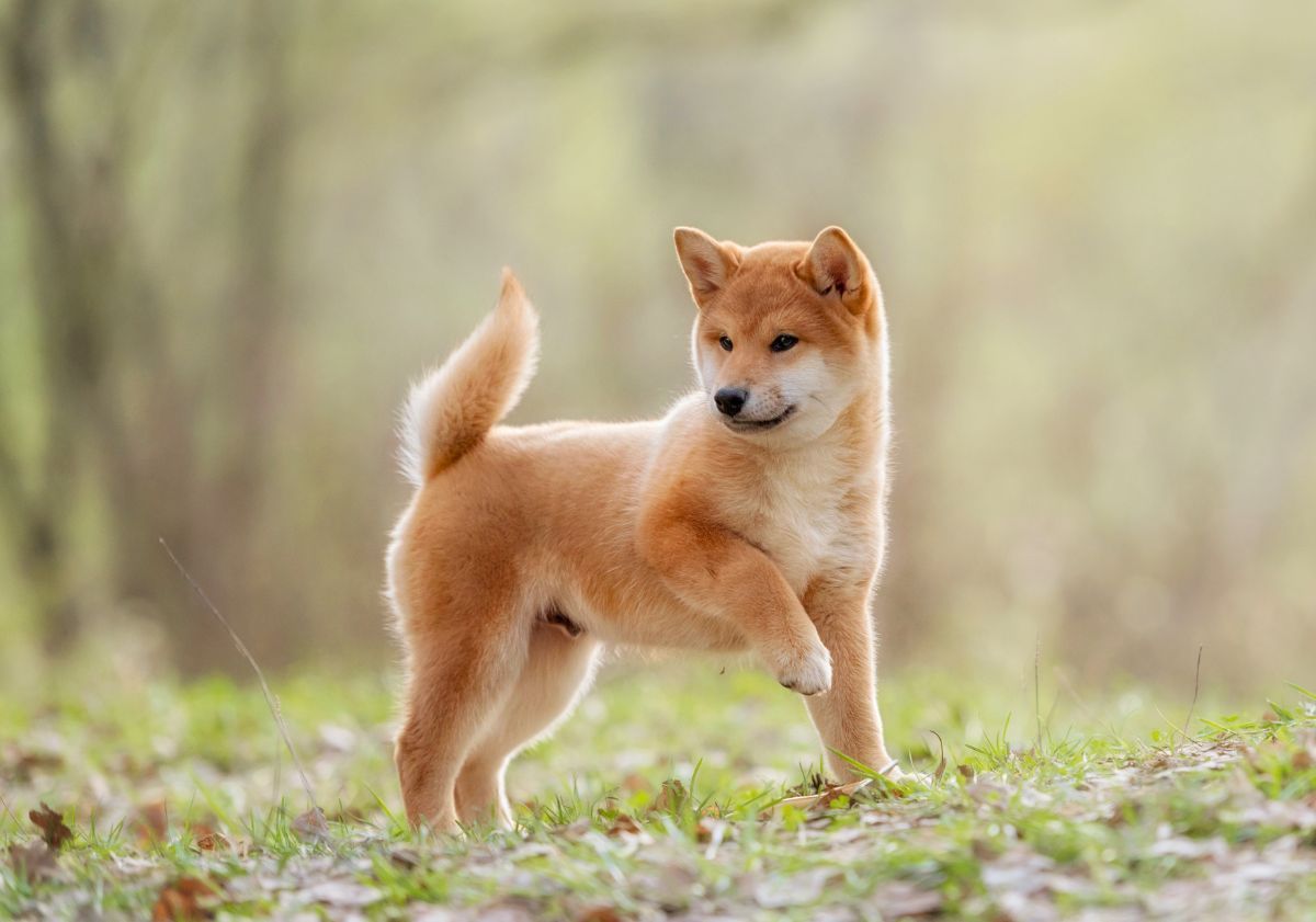shiba inu beige dans la forêt