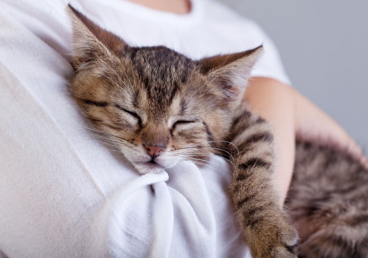 chaton dormant dans les bras de sa maîtresse