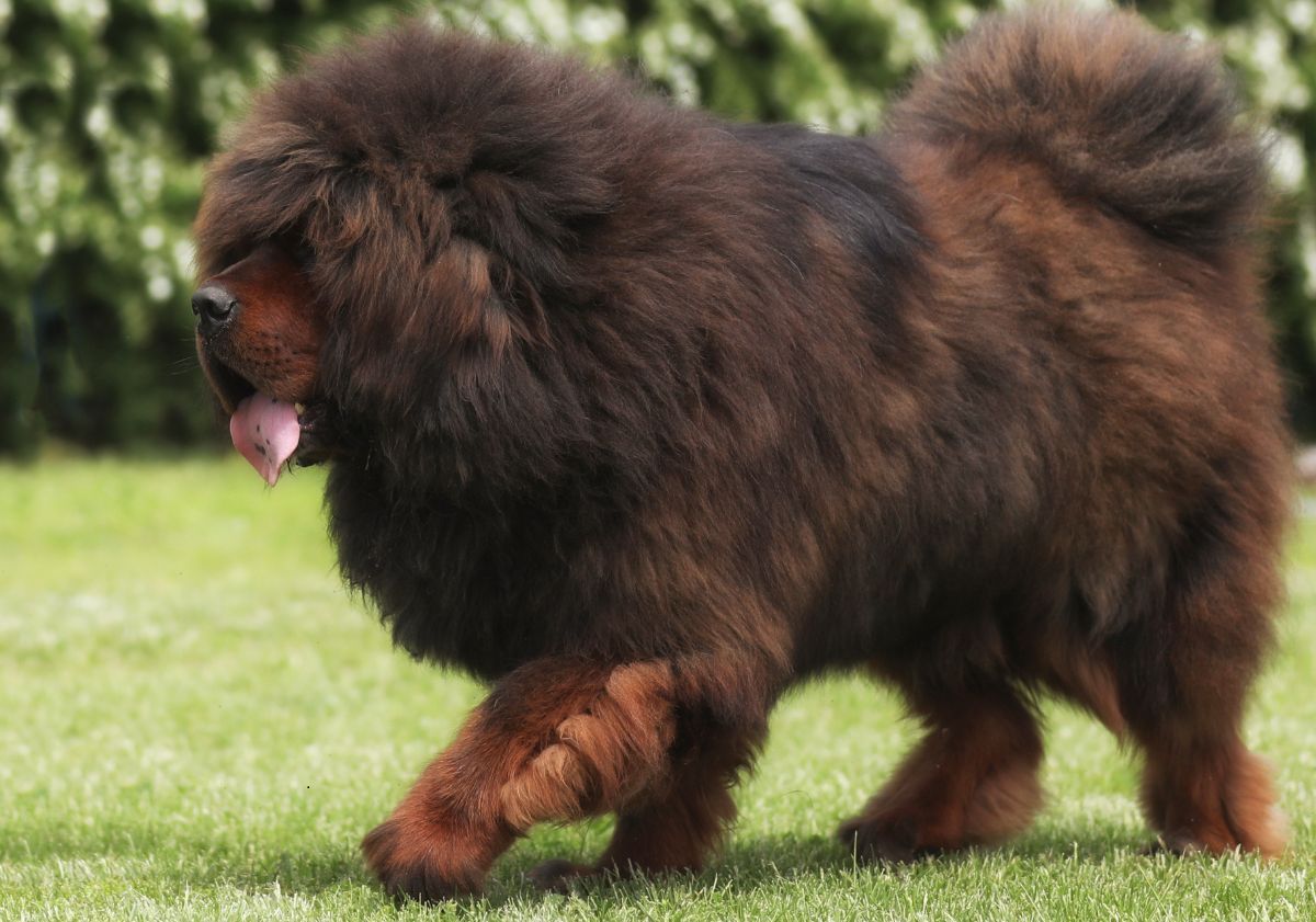 dogue du tibet marron marchant dans le jardin