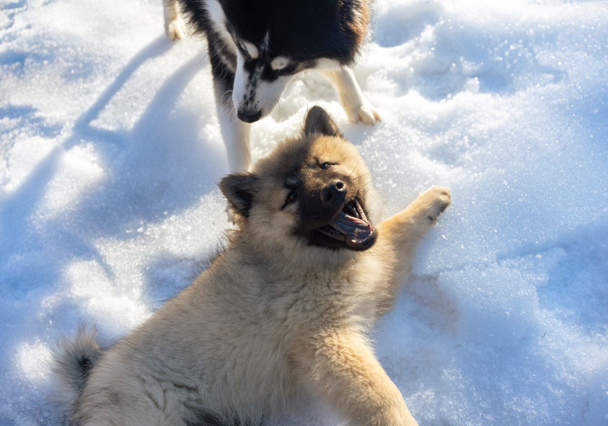 chiot jouant dans la neige avec un pomsky