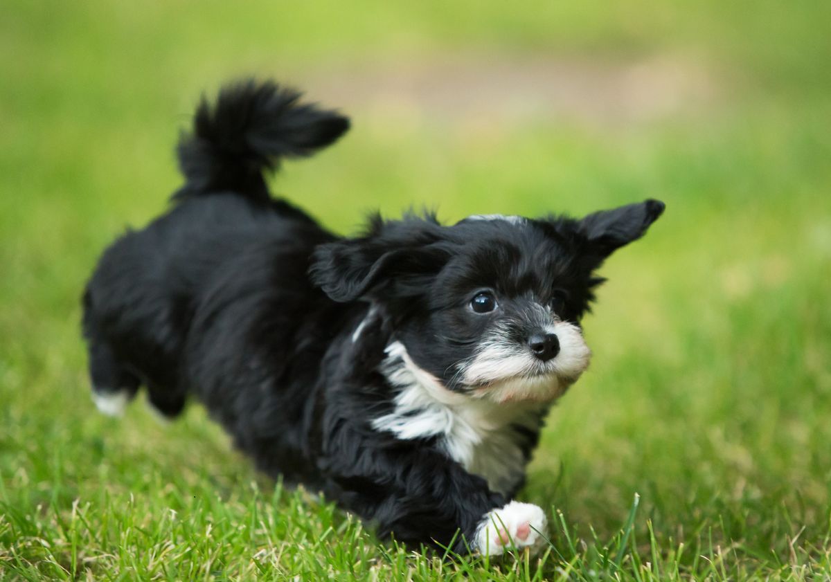 chiot bichons havanais courant dans l'herbe