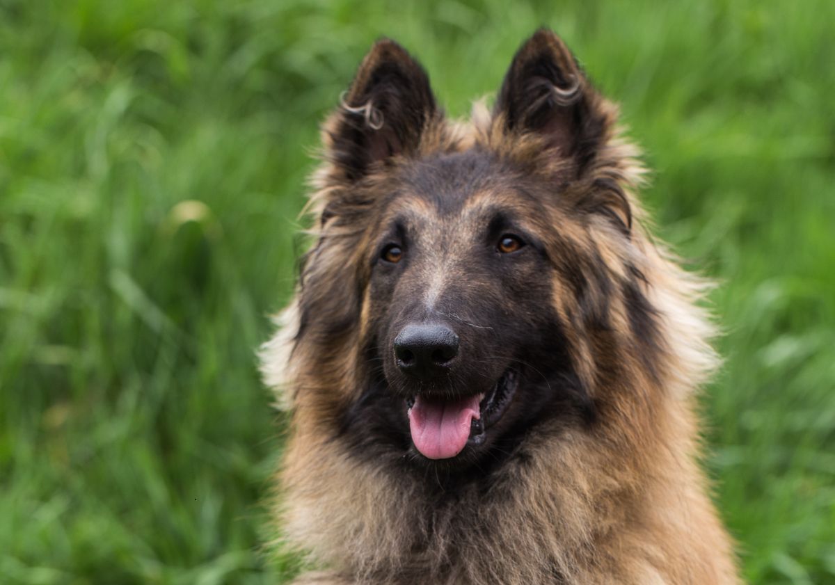 berger belge fauve et noir dans l'herbe