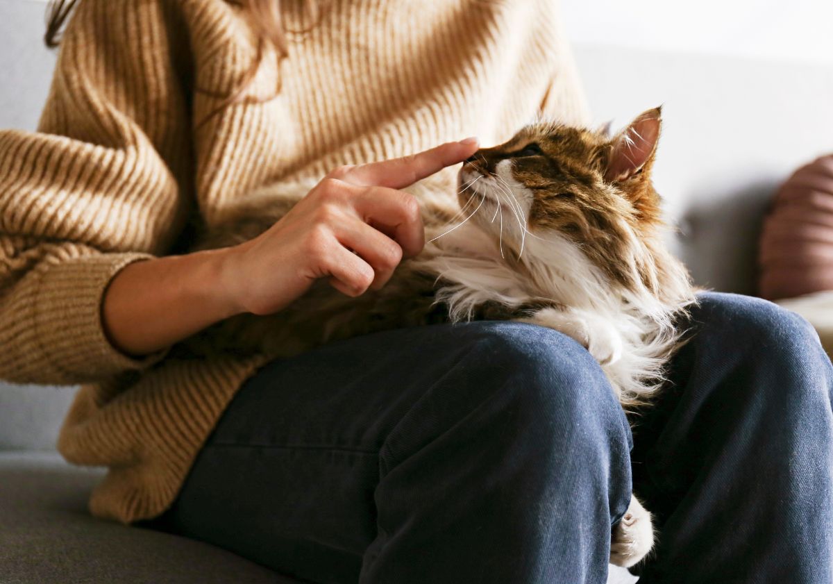 chat à poils longs sur les jambes de sa maîtresse