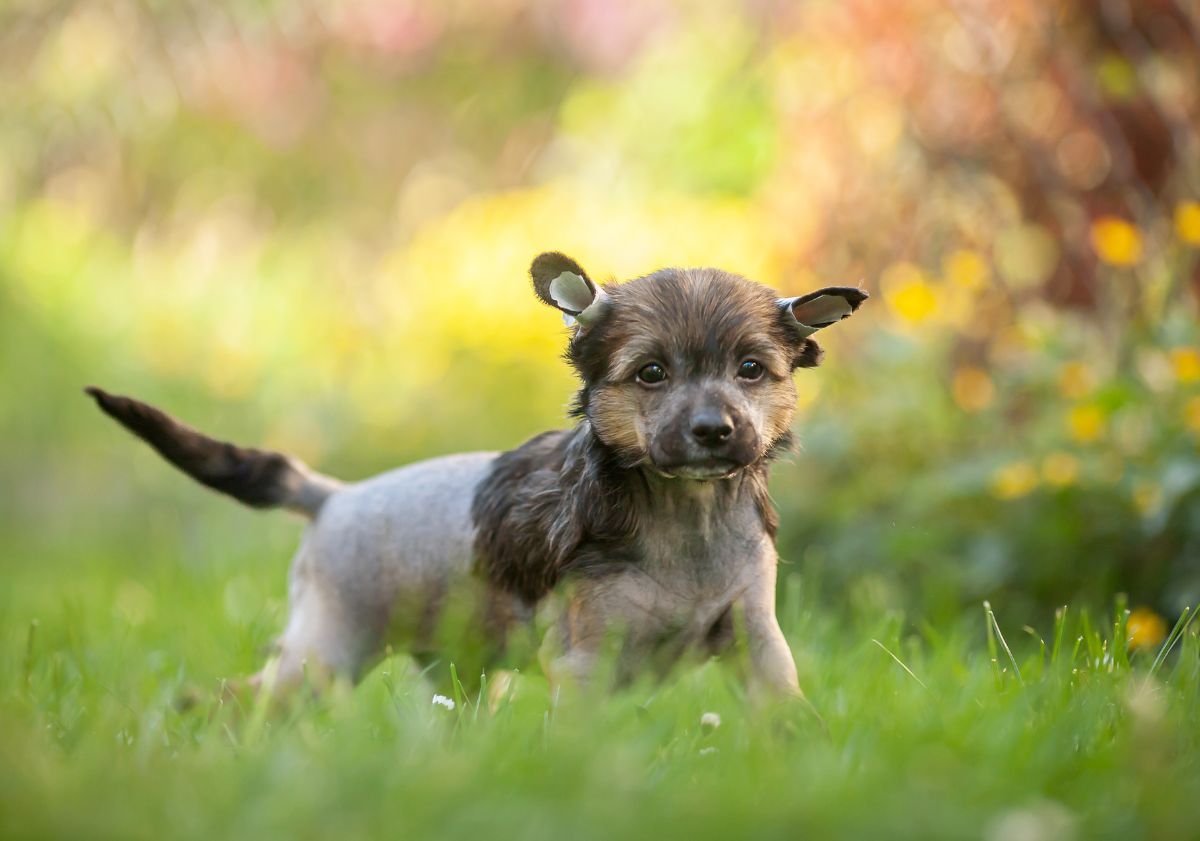 chiot chien chinois à crète