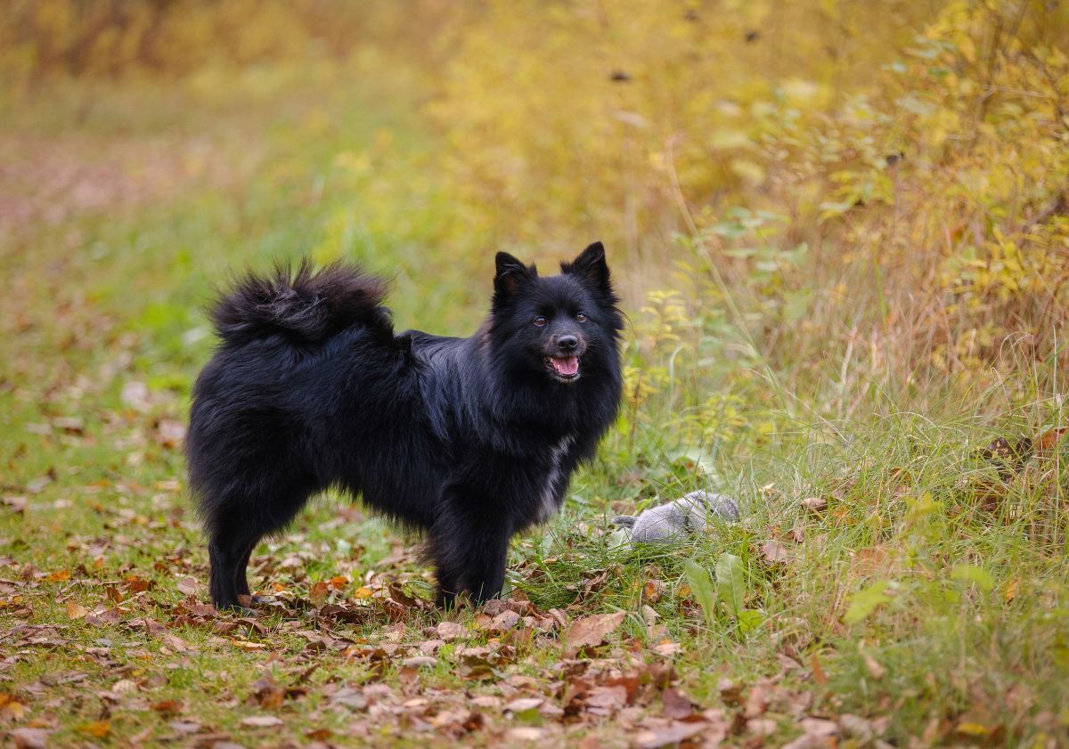 spitz allemand noir dans la forêt