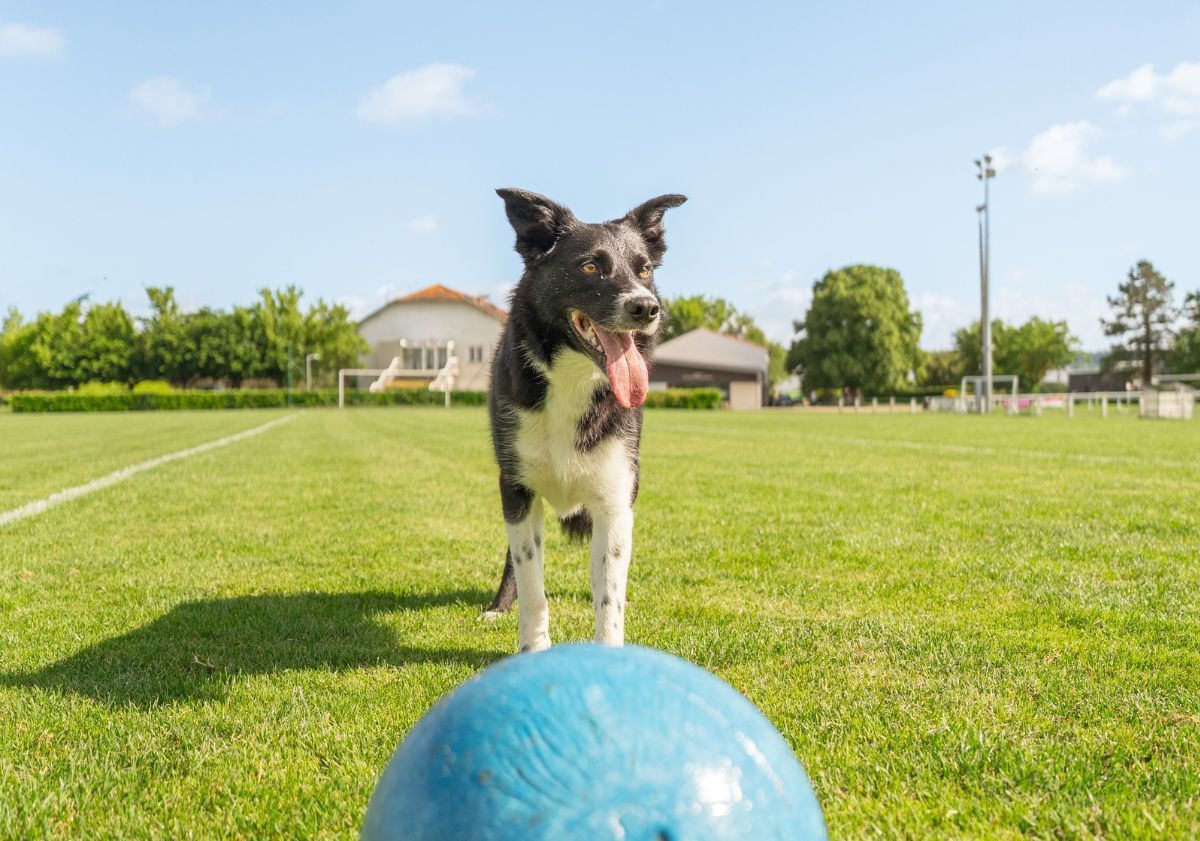 chien noir et blanc jouant au ballon sur un terrain de football