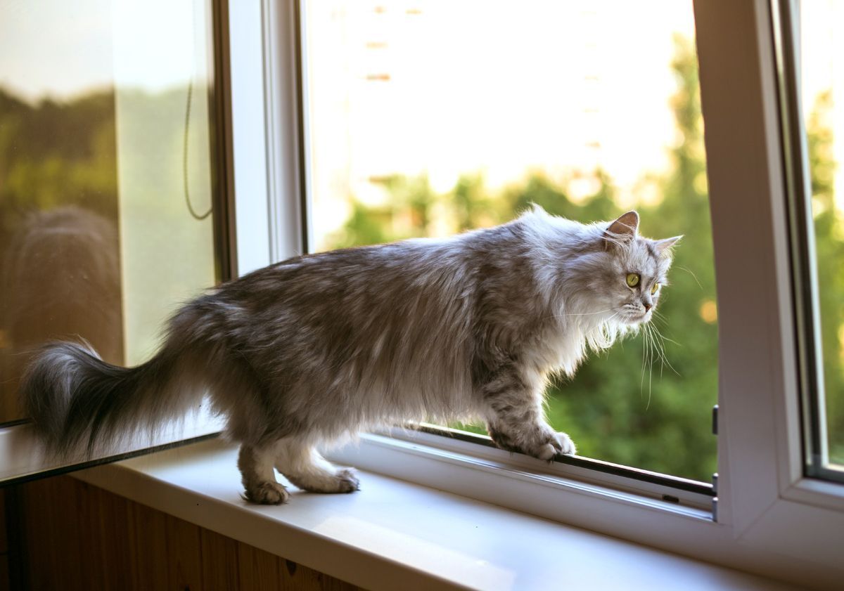 chat à poils longs à la fenêtre
