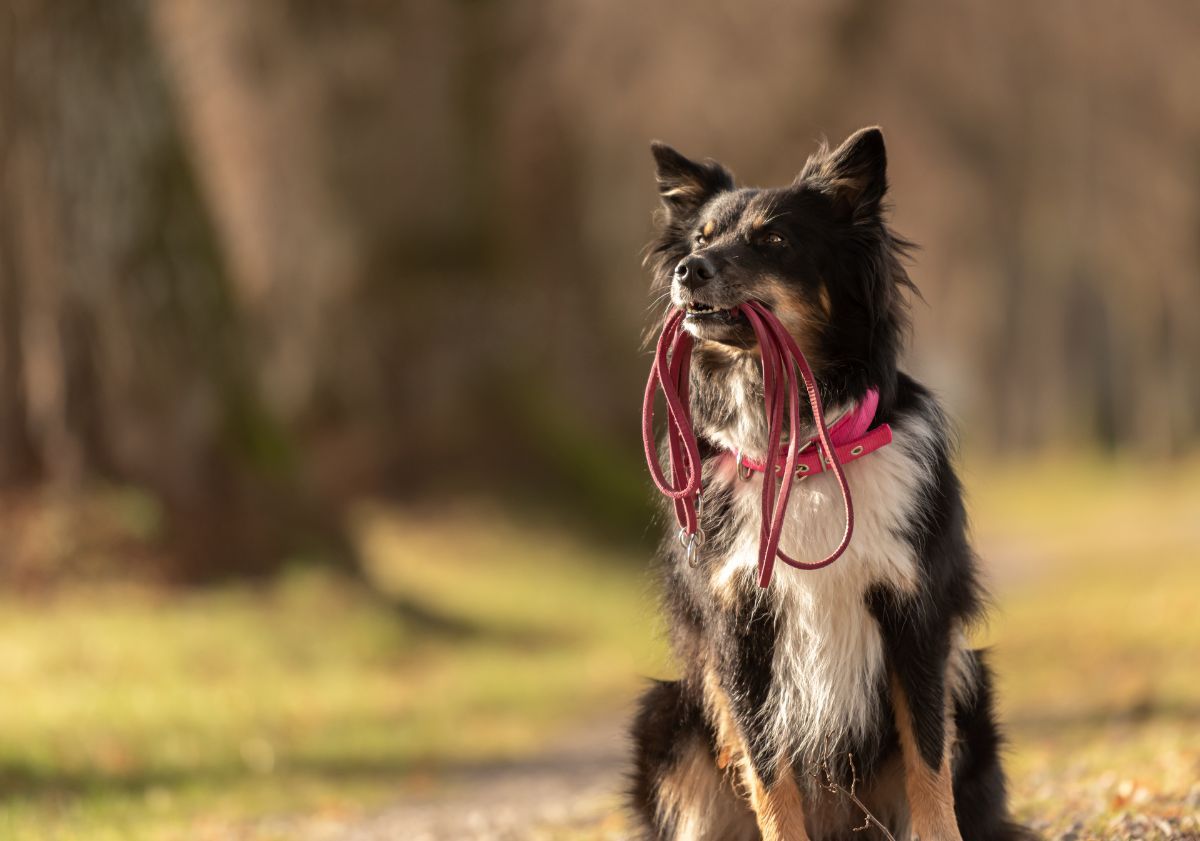 chien tenant sa laisse pour une balade