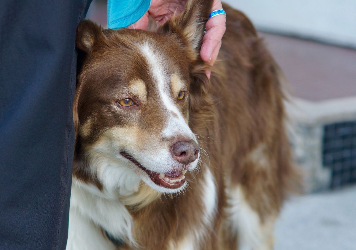 chien marron et blanc à côté de sa maîtresse