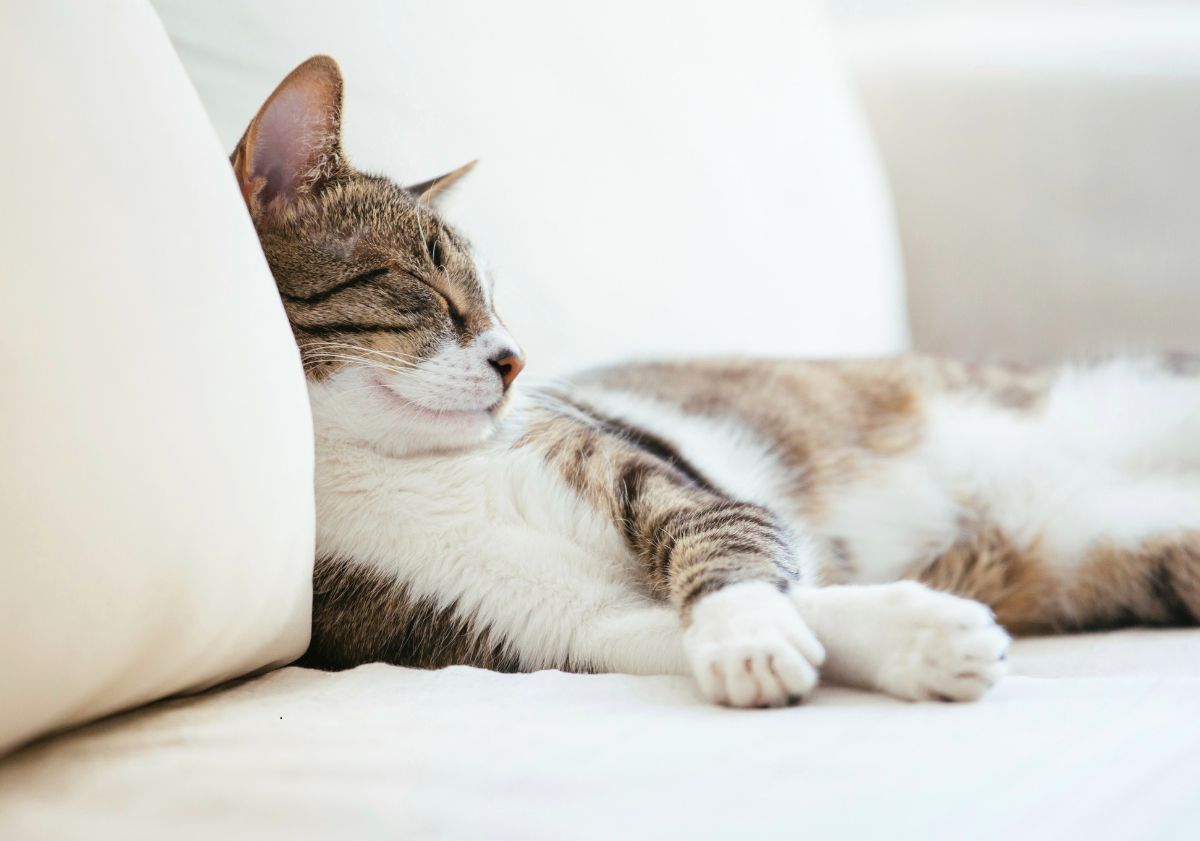 chat européen endormi sur un canapé blanc
