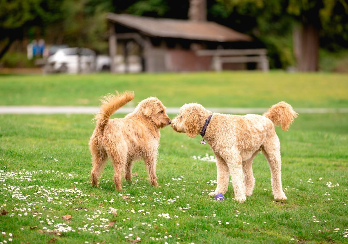 deux chiens qui se regardent dans un pré avec des fleurs