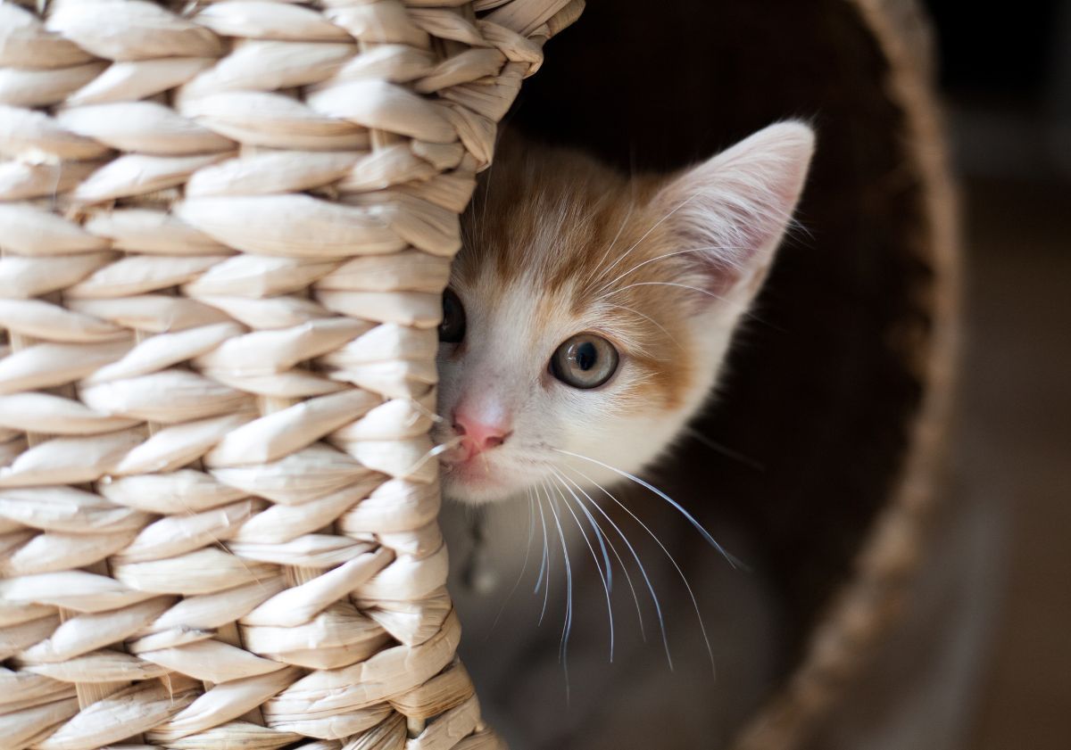chaton qui se cache dans un panier tressé