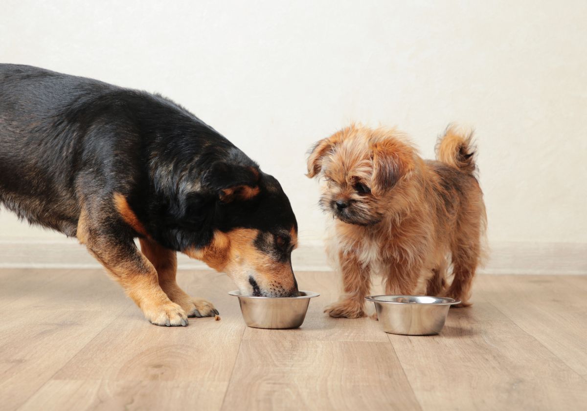 petit chien regardant un grand chien manger ses croquettes