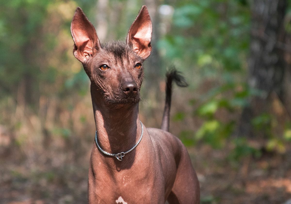 chien nu du Mexique dans la forêt