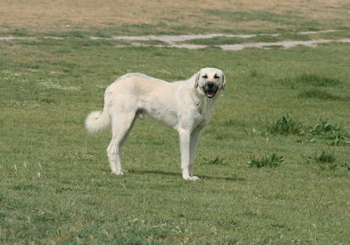 chien akbash debout dans l'herbe