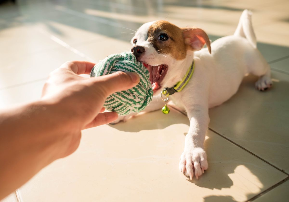 chien jouant avec son maître