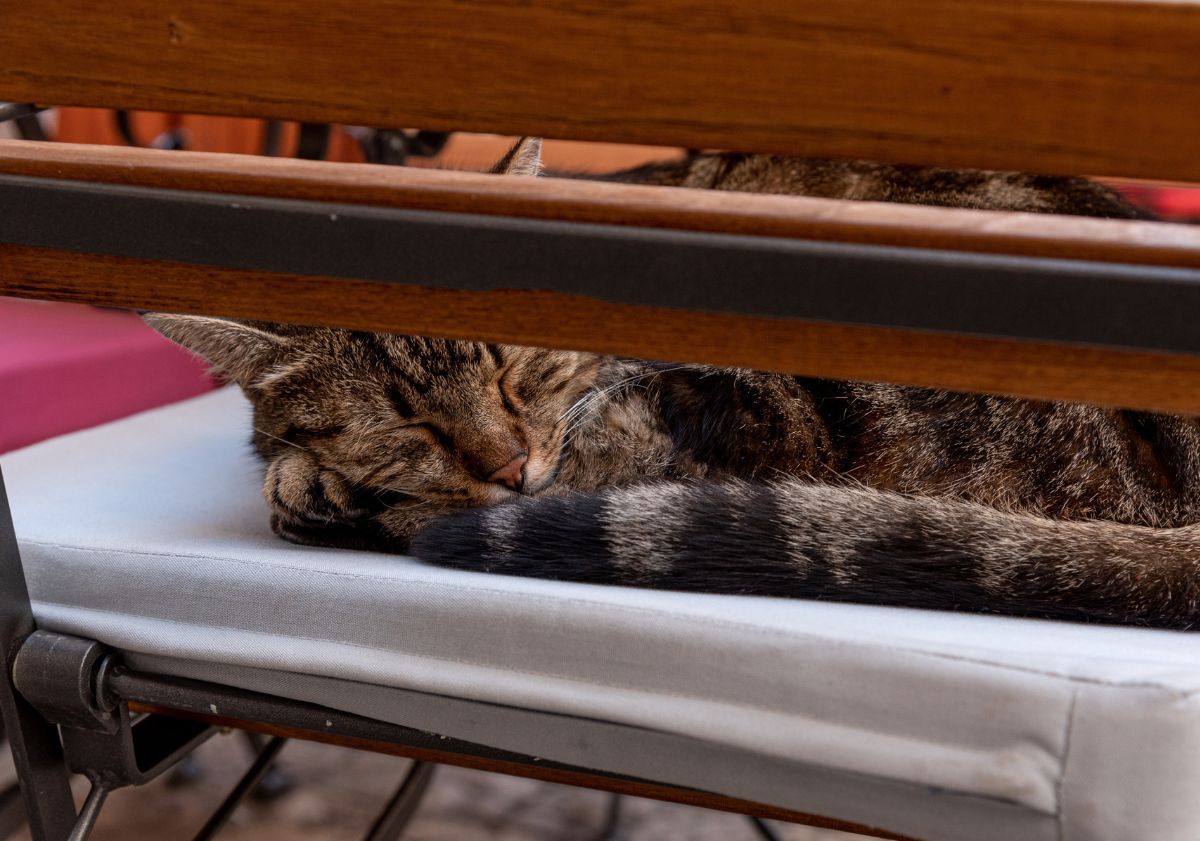 chat dormant sur une chaise dans un bar à chat