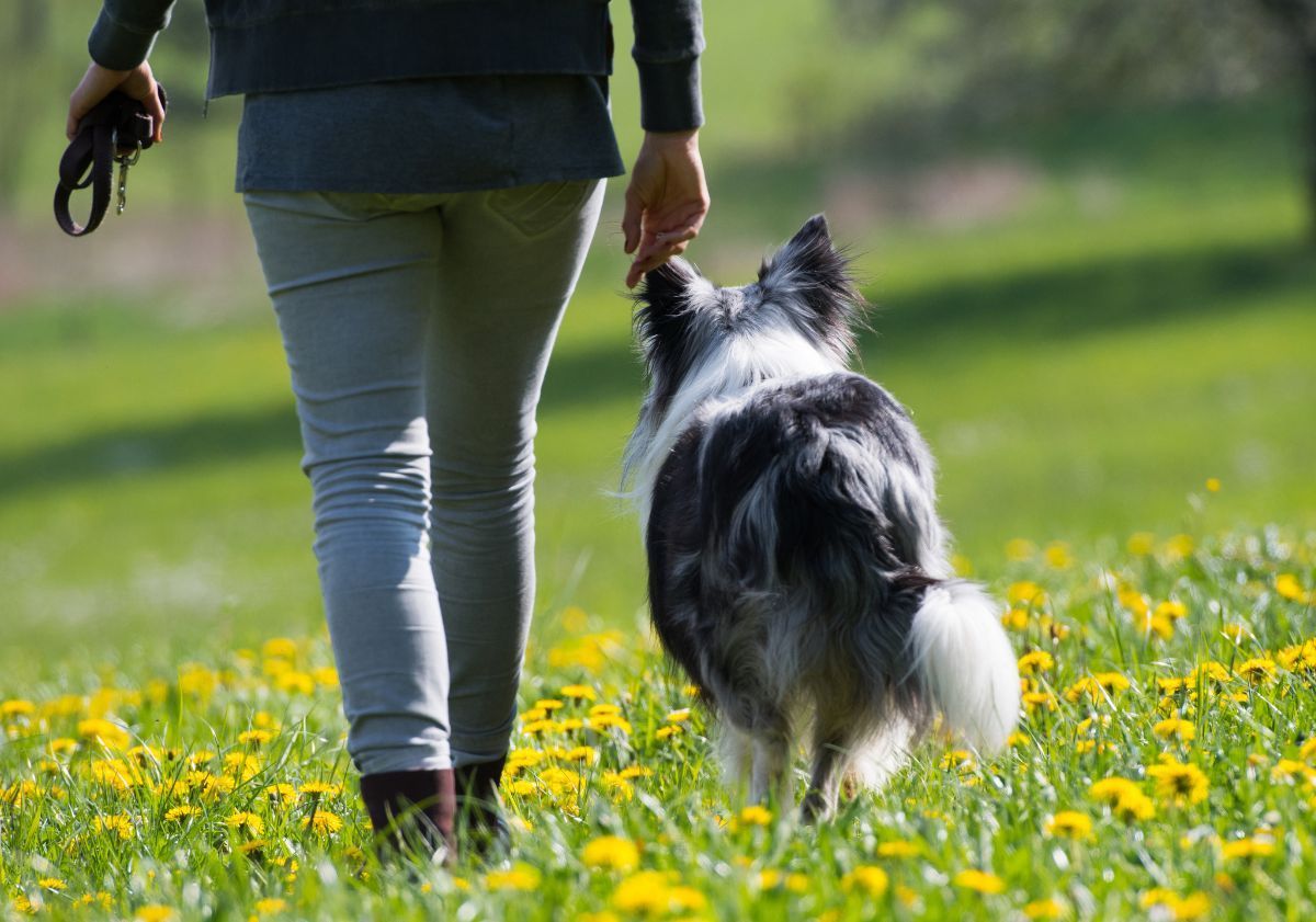 chien se promenant dans un champ avec son maître