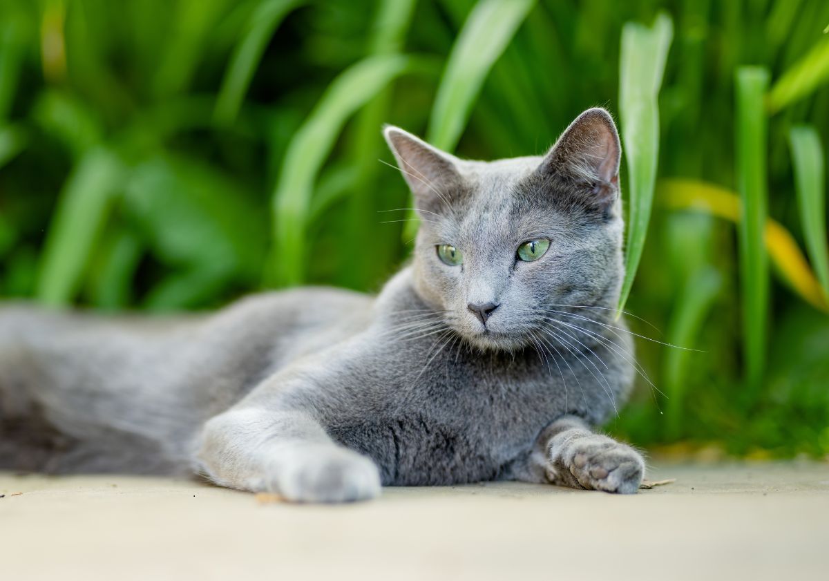 chat bleu russe allongé devant des arbres verts à longues feuilles