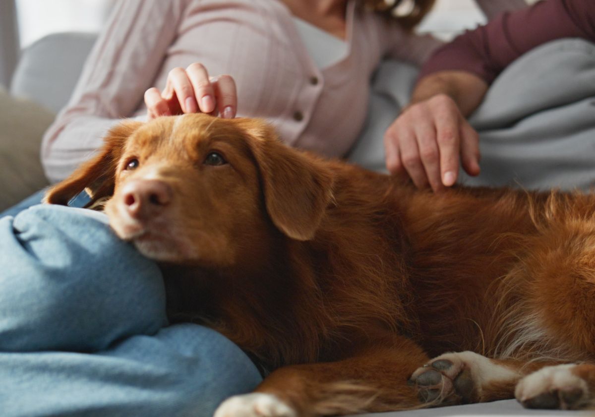 chien roux allongé sur ses maîtres