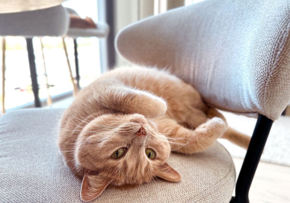 chat roux allongé sur le dos sur une chaise de bureau