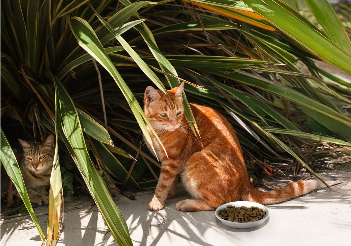 chats dans un palmier au bord de la piscine