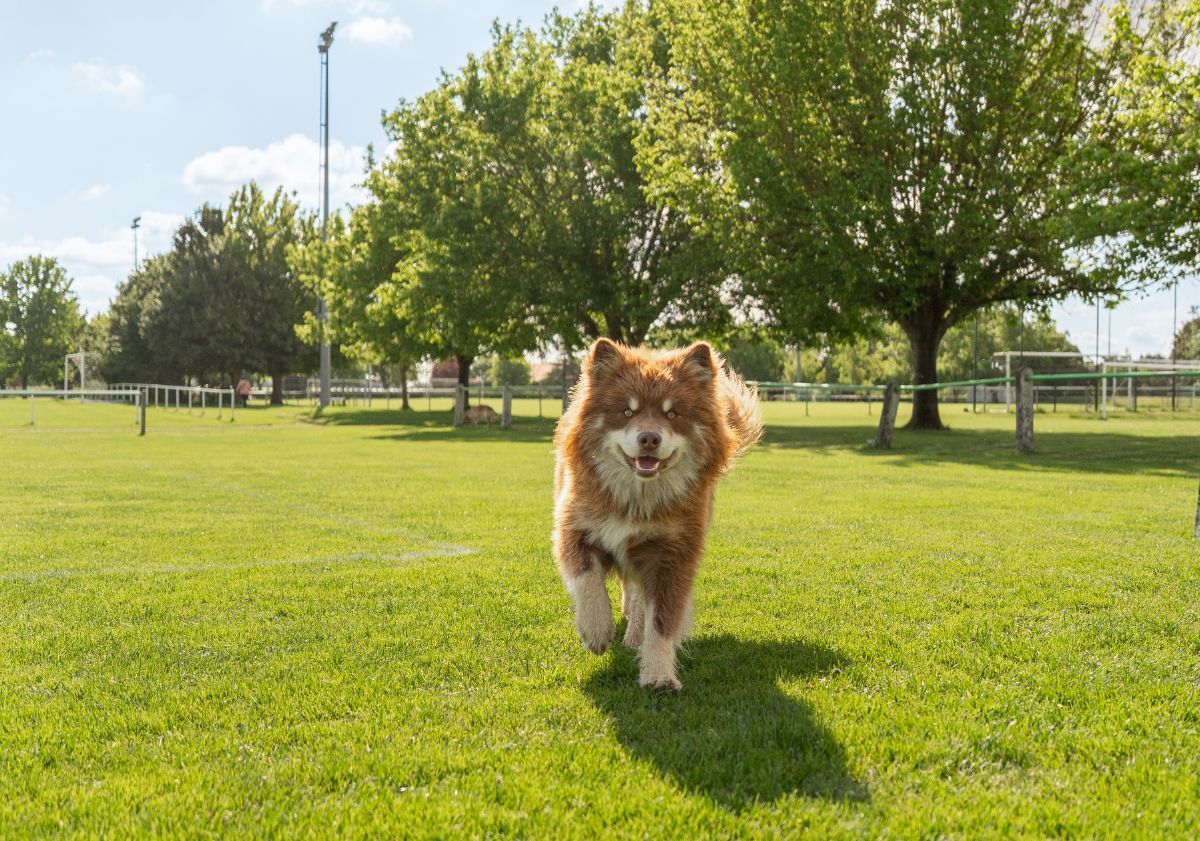 chien roux et blanc à poils longs se baladant dans l'herbe