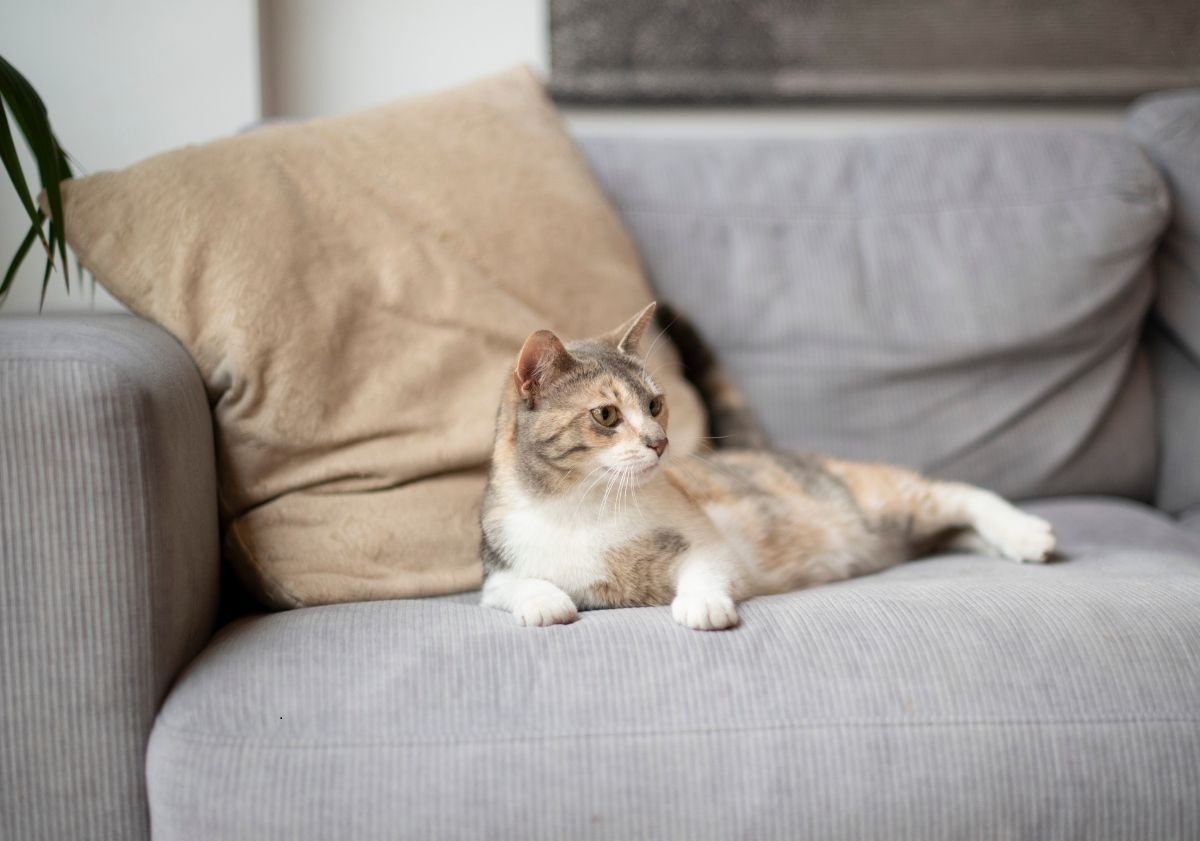 chat tricolore allongé sur un canapé