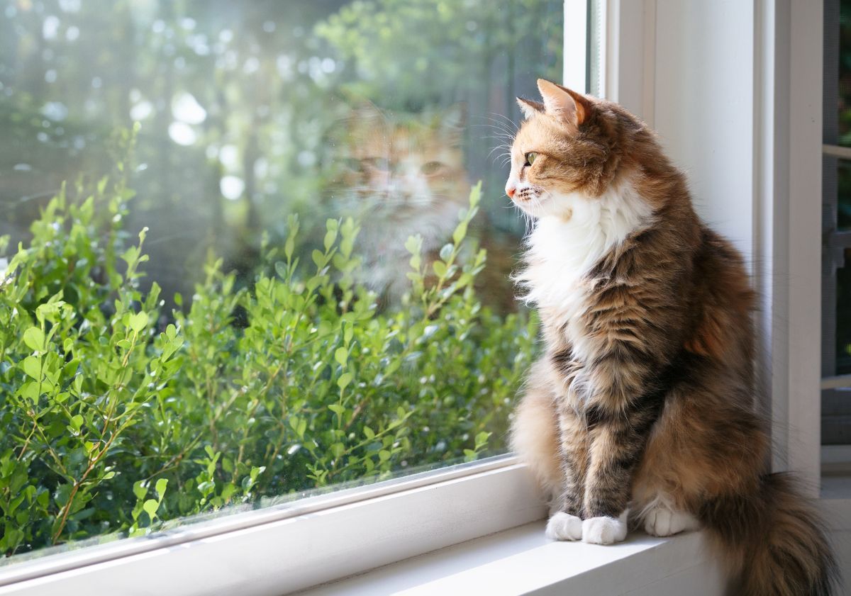 chat regardant par la fenêtre
