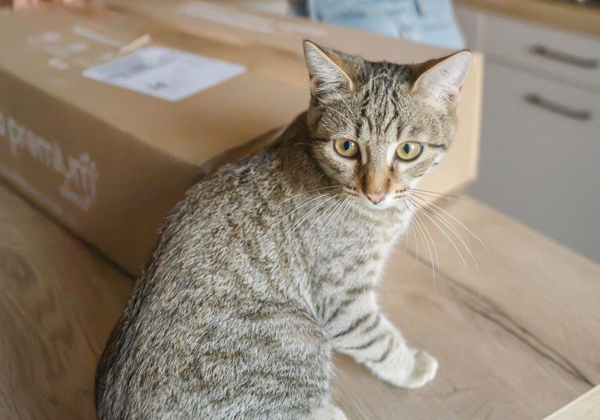 chat tigré à côté de son carton ultra premium direct