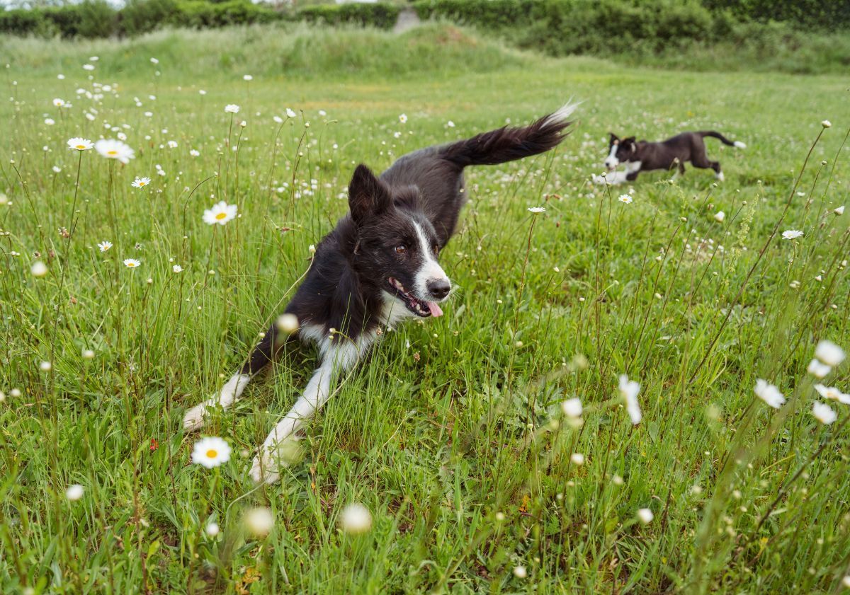 Border Collie noir et blanc jouant dans un pré