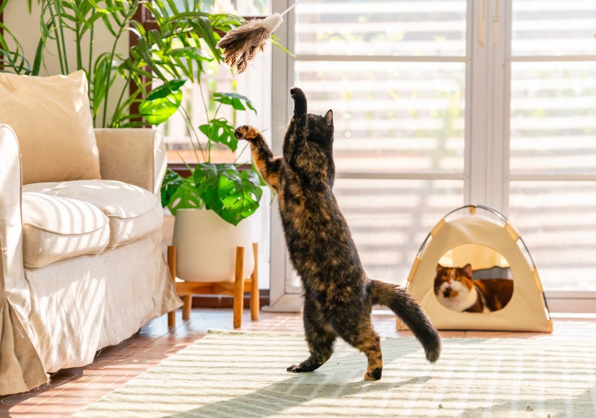 chat jouant dans son salon avec un plumeau