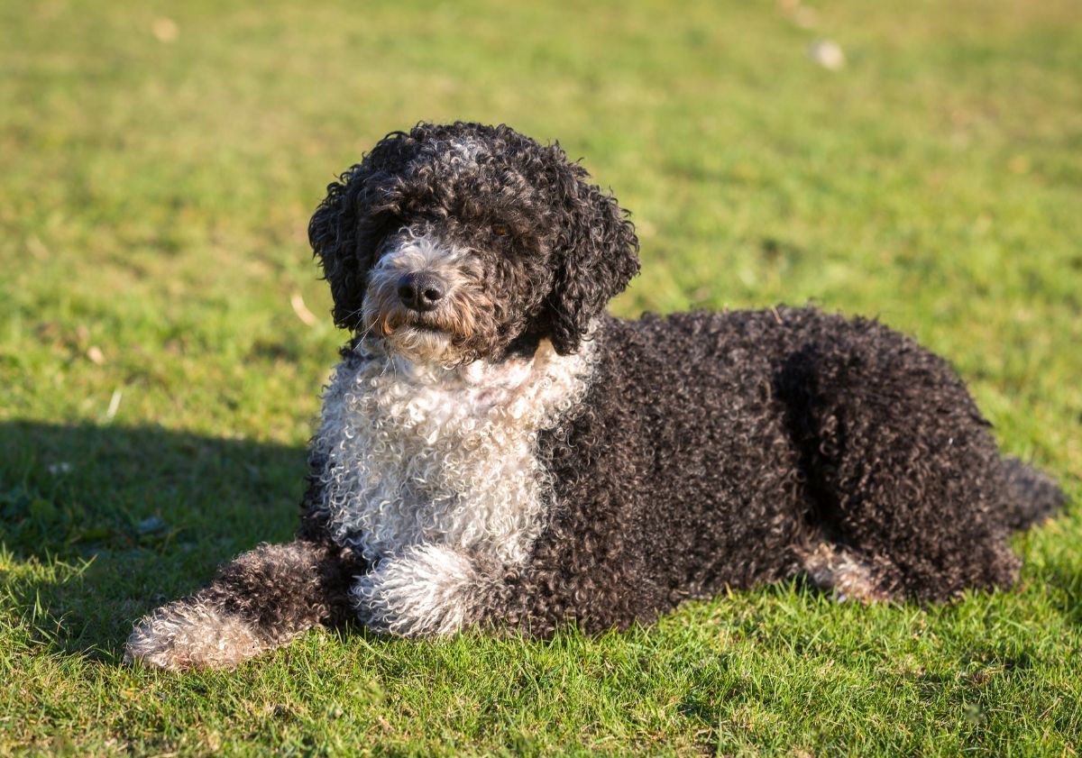 chien d'eau espagnol noir et blanc allongé dans l'herbe