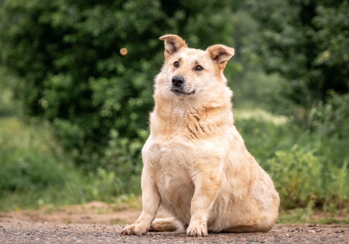 chien en surpoids assis dans la nature